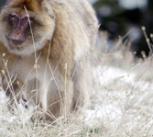 Barbary Macaques in their natural habitat of the Atlas Mountains