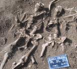 Massacred 10th century Vikings found in a mass grave at St John’s College, Oxford