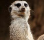 Meercats