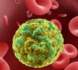 Cancer cell migrating through blood vessel