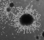Microscopic image of placental organoids