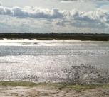 Mudflat and marsh at Abbots Hall, Essex 