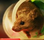 Brown mouse