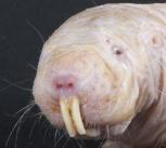 Naked mole rat