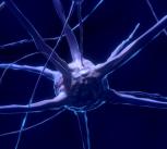 Nerve cells