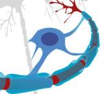 Neuron with oligodendrocyte and myelin sheath (edited)