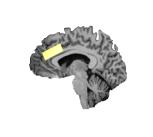Imaging of the Supplementary Motor Area (left) and the Anterior Cingulate Cortex (right) from the study