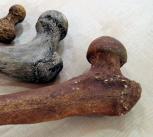 Femoral head bones of different hominin species. From top to bottom: Australopithecus afarensis (4-3 million years; ~40 kg, 130 cm); Homo ergaster (1.9-1.4 million years; 55-60 kg; ~165 cm); Neanderthal (200.000-30.000 years; ~70 kg; ~163 cm). 