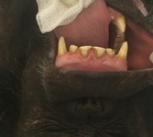 One of the captive chimpanzees in the research trial receiving the oral Ebola vaccination