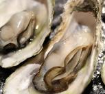 Oysters