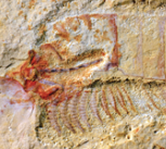 Top: Complete specimen of Chengjiangocaris kunmingensis from the early Cambrian Xiaoshiba biota of South China. Bottom: Magnification of ventral nerve cord of Chengjiangocaris kunmingensis. 