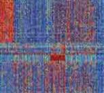 Partial view of genetic analysis