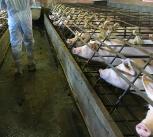 Pig farming