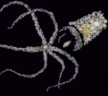Foraminifera
