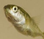 Stickleback