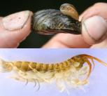 Top: quagga mussel hitching a ride on a zebra mussel. Bottom: killer shrimp