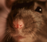 Poppy the rat says hello