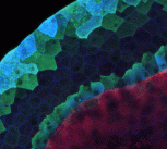 Regeneration-organizing cells outline the advancing edge of a regenerating tail of a tadpole.