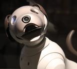 Robot dog