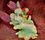 Basal cell carcinoma in mouse tail epidermis derived from a single mutant stem cell