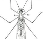 Dorsal view of adult Dixa BM, BL, median and lateral bands on the scutum
