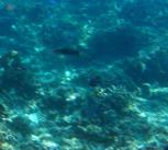 under the sea
