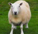 Sheep