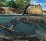 Illustration of Spinosaurus hunting underwater