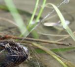 Mussel squirting a water jet