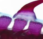Dermal denticles on the tail of the Little Skate, as used in the latest research. 