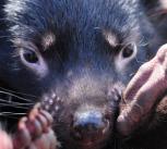 Tassie devil orphan