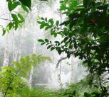 Tropical forest in Tanzania