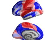 Brain development during adolescence: red brain regions belong to the “conservative” pattern of adolescent development, while the blue brain regions belong to the “disruptive” pattern