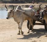 Zebu cattle pulling a wagon beside a pond at the Indus  Civilisation site of Rakhigarhi in northwest India
