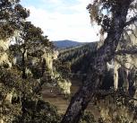 Forest landscape in Yunnan Province, People's Republic of China
