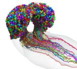 Map of the fruit fly brain