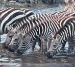 Zebras, Serengeti National Park, Tanzania