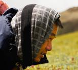 Hunting Cordyceps in Bhutan