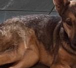 Sophie the rescue dog