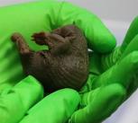 Baby platypus in gloved hands.