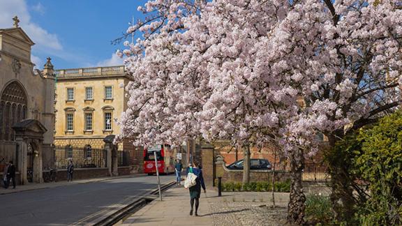 Tree on Trumpington Street full of blossom.