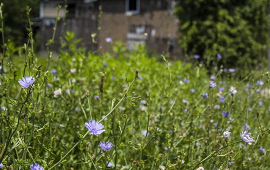 Chicory growing on unused land in Cleveland, USA.