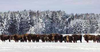 Herd of European bison in the snow