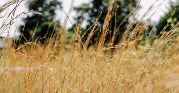 Wheat field