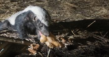 Honey badger eating honeycomb
