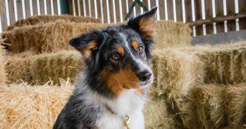 Dog in hay barn