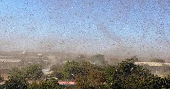 Huge locust swarm fills the skies in Ethiopia