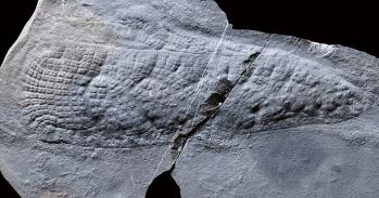 Heliocolocellus fossil