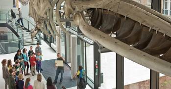 Visitors are welcomed to Cambridge's Zoology Museum beneath its fin whale skeleton