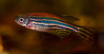 Zebrafish